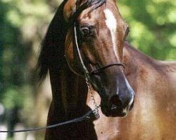 broodmare Pestka (Arabian thoroughbred, 1983, from Probat ox)