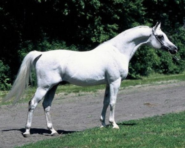 stallion Perlik (Arabian thoroughbred, 1990, from Pepton ox)