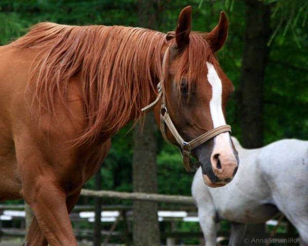 broodmare Czadra (Arabian, 1999, from Perlik)