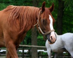 broodmare Czadra (Arabian, 1999, from Perlik)