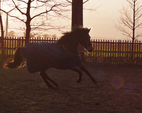Springpferd Nieland's Britt (New-Forest-Pony, 2006, von Meonbury Peter Rabbit)