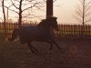 Springpferd Nieland's Britt (New-Forest-Pony, 2006, von Meonbury Peter Rabbit)