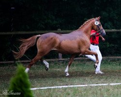 Zuchtstute Goldika (Deutsches Reitpony, 2015, von Halifax)