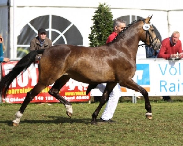 broodmare Ginett San (German Riding Pony, 2015, from A new Star)