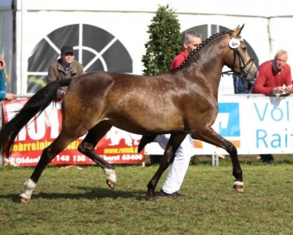 Zuchtstute Ginett San (Deutsches Reitpony, 2015, von A new Star)