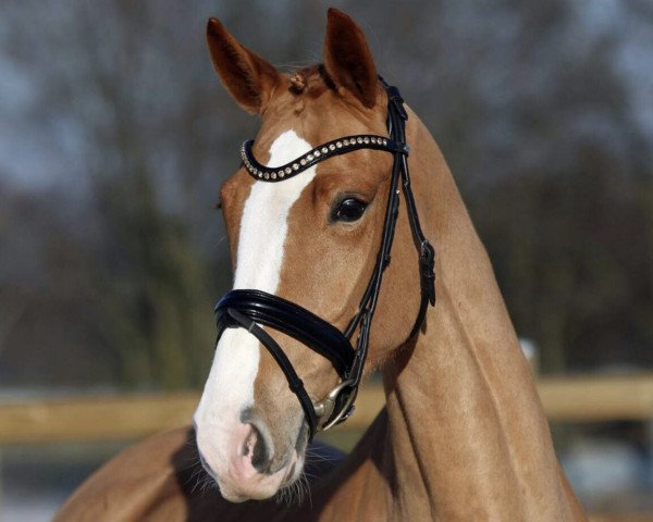 broodmare Luzi 45 (Westphalian, 2011, from Lissaro)