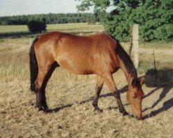 Pferd Jerewan (Edles Warmblut, 1983, von Julianus II)