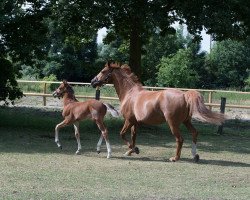 stallion Calando Caesario (Westphalian, 2017, from Casiro I)