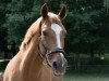 broodmare Laurina v.Bayer (Westphalian, 2005, from Ludwig von Bayern 168 FIN)