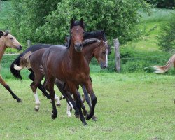 Dressurpferd Steverheides Amarok (Deutsches Reitpony, 2017, von A Gorgeous)