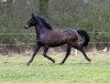 dressage horse Brego 15 (Little-Poland (malopolska), 2006, from Dresk)