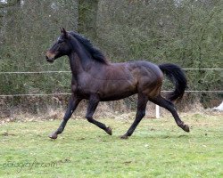 dressage horse Brego 15 (Little-Poland (malopolska), 2006, from Dresk)