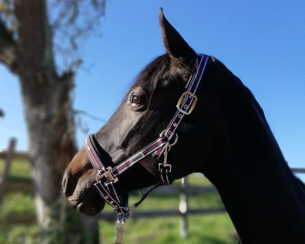 broodmare Diadora M (Holsteiner, 2012, from Diarado)