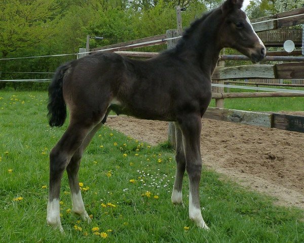 jumper Shakko Top (Hanoverian, 2015, from Stolzenberg)