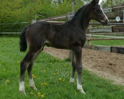 jumper Shakko Top (Hanoverian, 2015, from Stolzenberg)