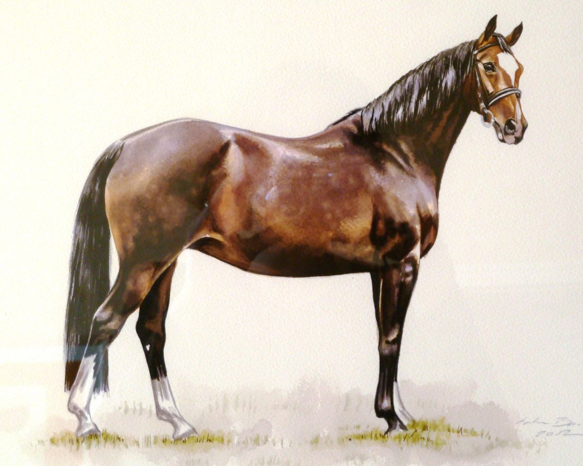 Zuchtstute Graeva (Hannoveraner, 1998, von Graf Top)