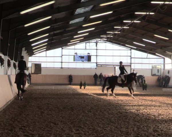 Dressur Late-Entry Datteln 2016