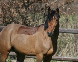 Springpferd Löwenherz B 2 (Holsteiner, 2008, von Lordanos)