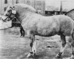 stallion Bertil FJH 444 (Fjord Horse, 1960, from Regent FJH 343)