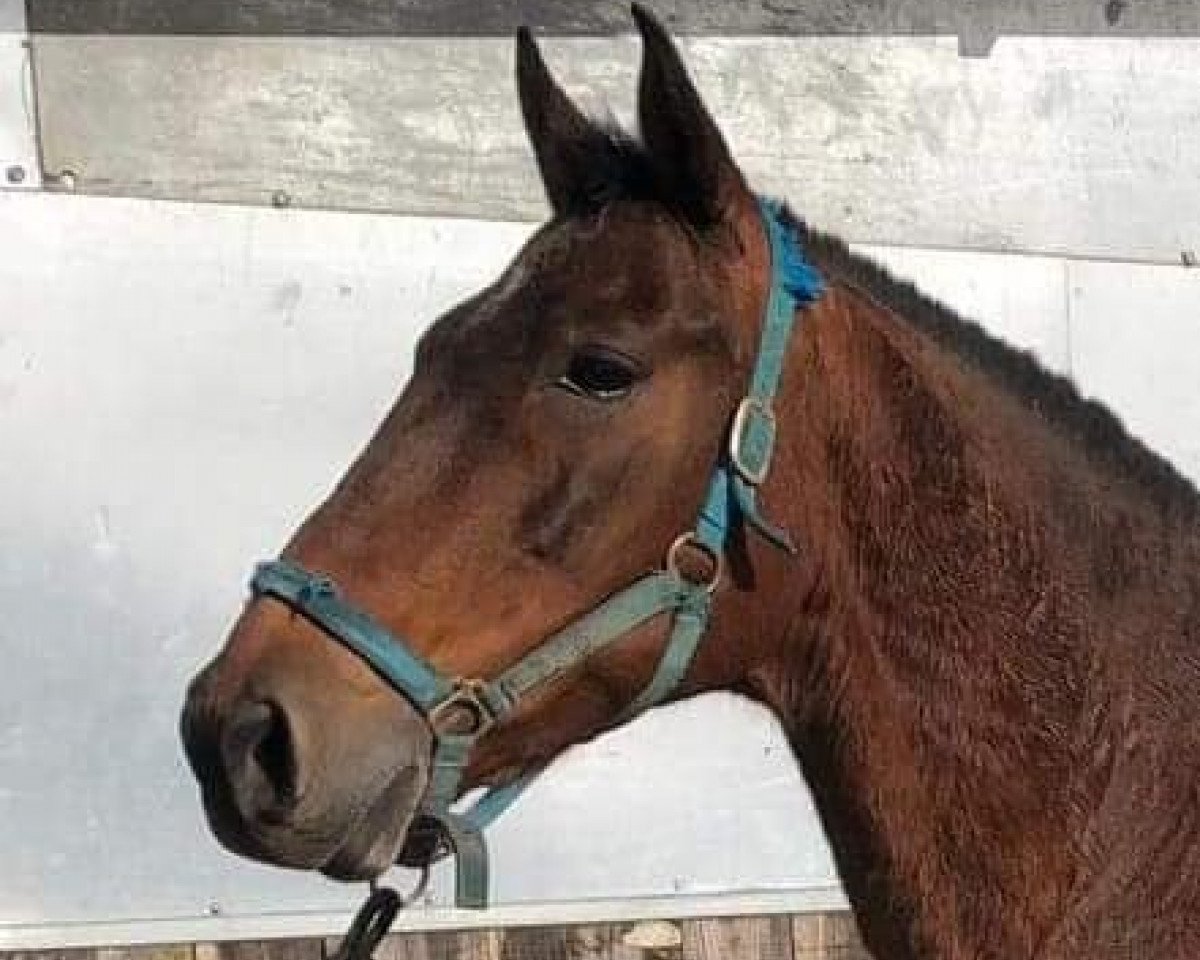 Pferd Enredadora (Pura Raza Espanola (PRE), 2006)