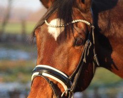 broodmare Bonnibee (KWPN (Royal Dutch Sporthorse), 2006, from Uptown)