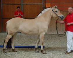 broodmare Havanna (Fjord Horse, 2018, from Vacceur)