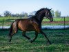 broodmare Dolce Vita III (Oldenburg, 2009, from Dr. Jackson D)