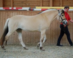 horse La Lina (Fjord Horse, 2018, from Dylan)