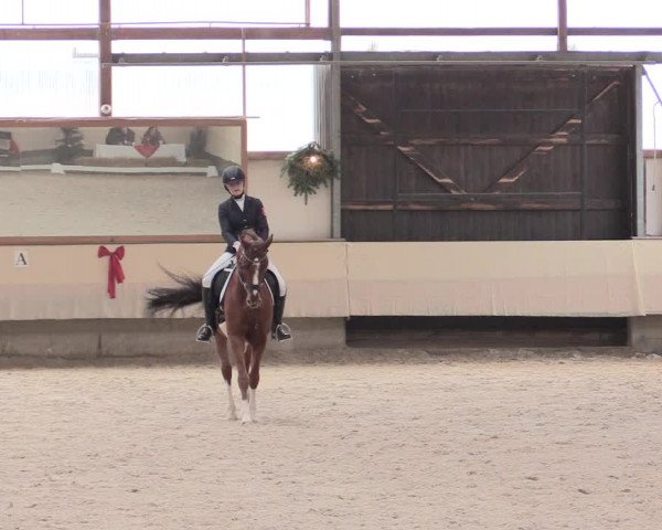Dressur Late Entry Alt-Marl 2016