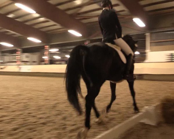 Dressur Late Entry Alt-Marl 2016