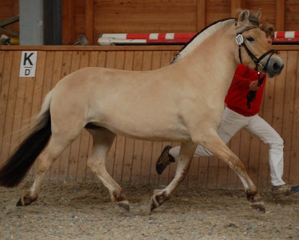 horse Fila (Fjord Horse, 2018, from Vacceur)