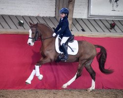 dressage horse Fs Mr. Magic II (German Riding Pony, 2014, from FS Mr. Right)