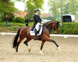 dressage horse S Rockyna (Westphalian, 2013, from Sir Donnerhall I)