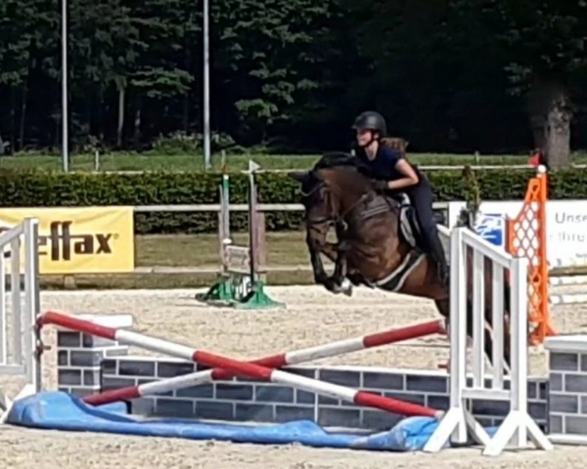 Springpferd Haribo 62 (Deutsches Reitpony, 2012, von MPS Hugo Boss WE)