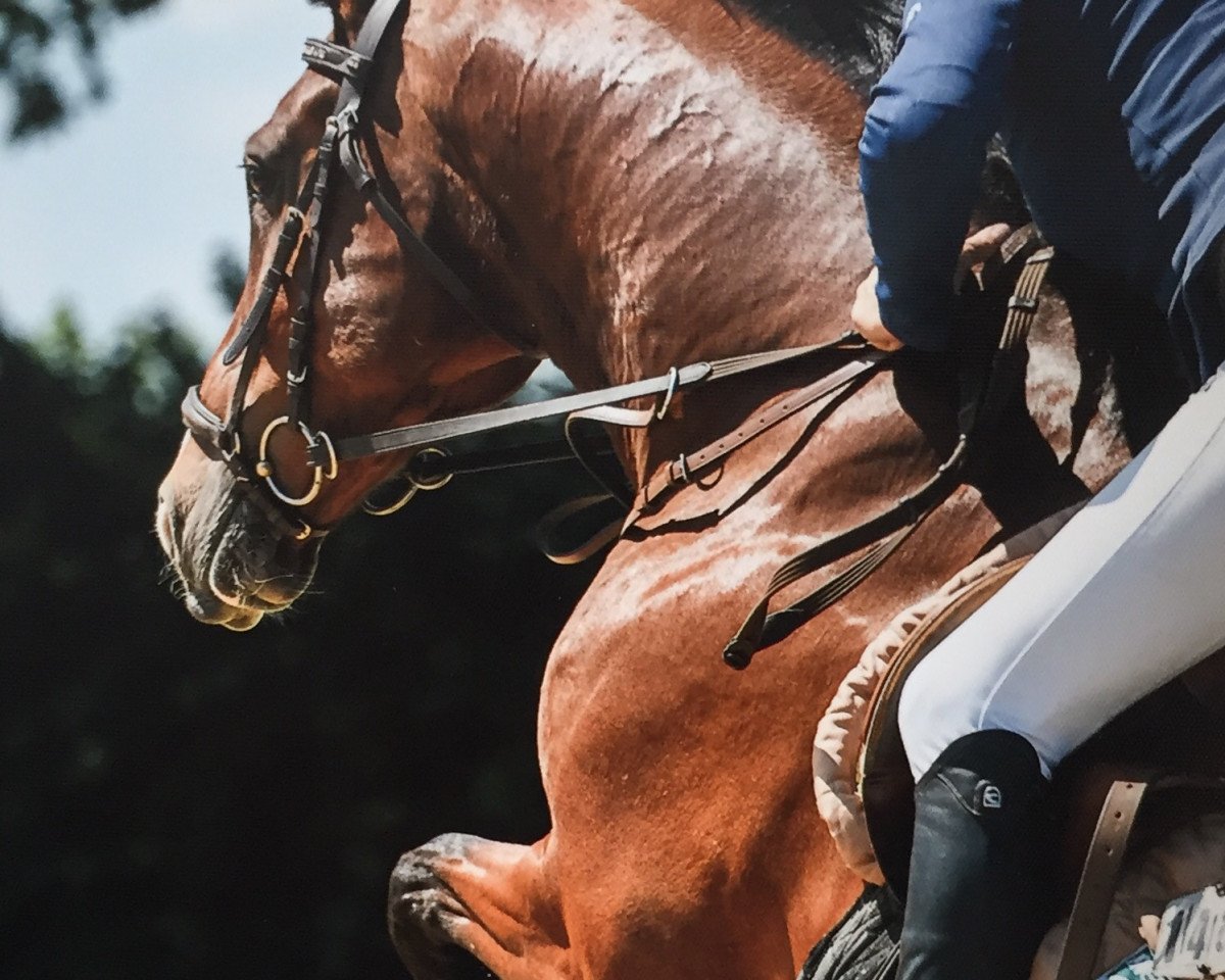 jumper Zitano 3 (KWPN (Royal Dutch Sporthorse), 2004, from Balou du Rouet)