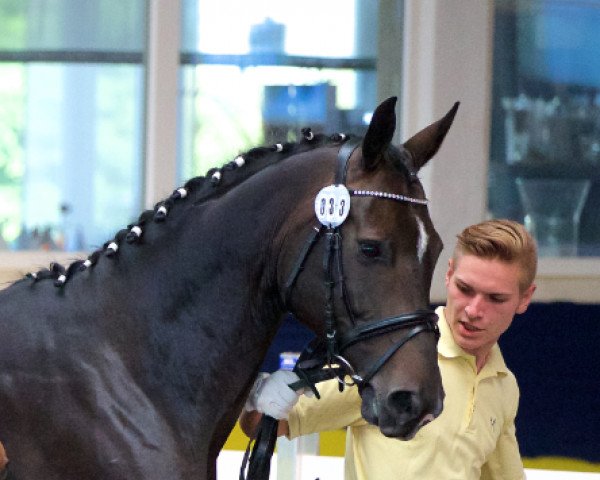 broodmare Constancia (Hanoverian, 2004, from Conteur)