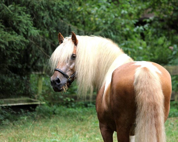 dressage horse Ben 398 (unknown, 1994)