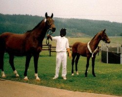 dressage horse Dancer S (Rhinelander, 1995, from Donnerwind)