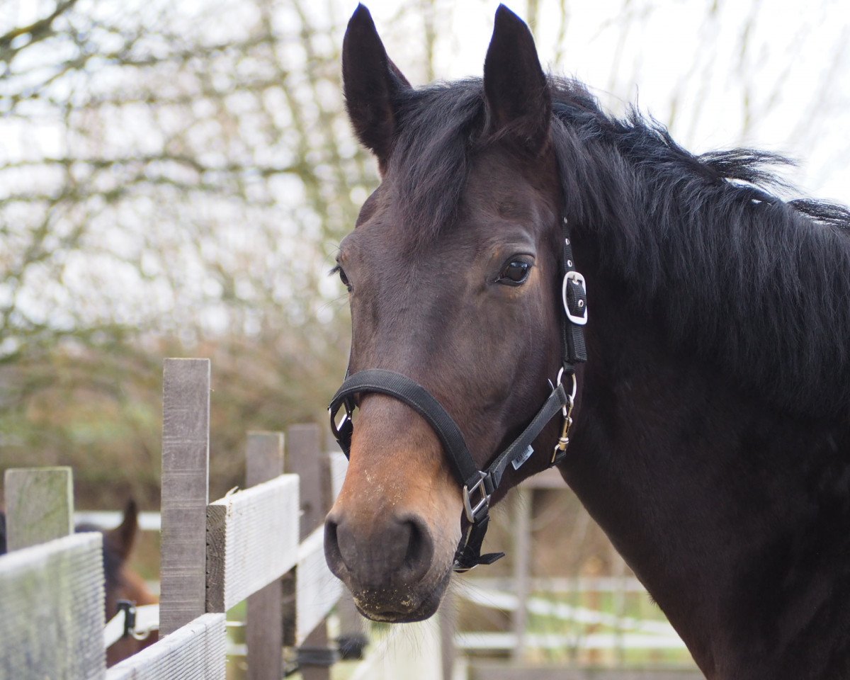 broodmare Real Pleasure (Westphalian, 2011, from Real Diamond)