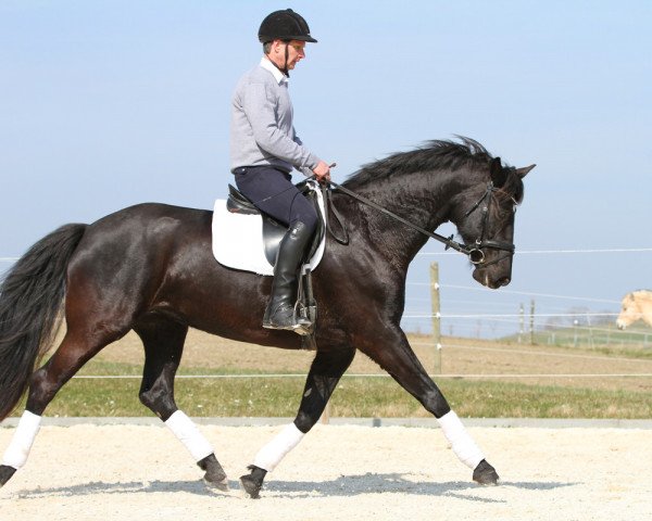 dressage horse DayDream LGKS (Rhinelander, 2007, from De Niro)