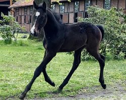 Pferd Nacapitano de Reve ZD (Holsteiner, 2021, von Nabab de Rêve)