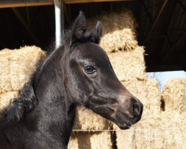 Springpferd Luna (Kleines deutsches Reitpferd, 2017, von Future Dream)