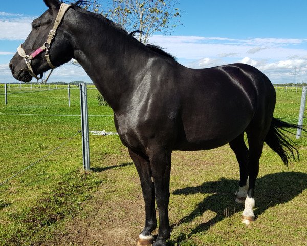 broodmare Gisa (Sachs-door. Heavy Warmbl., 2010, from Elixier)