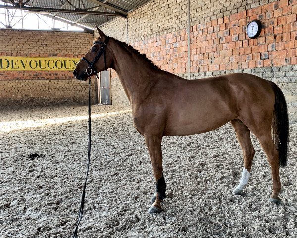 jumper Nesma (Polish Warmblood, 2009, from Maram)