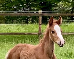 Springpferd Clintus de Revel ZD (Holsteiner, 2021, von Clintrexo Z)