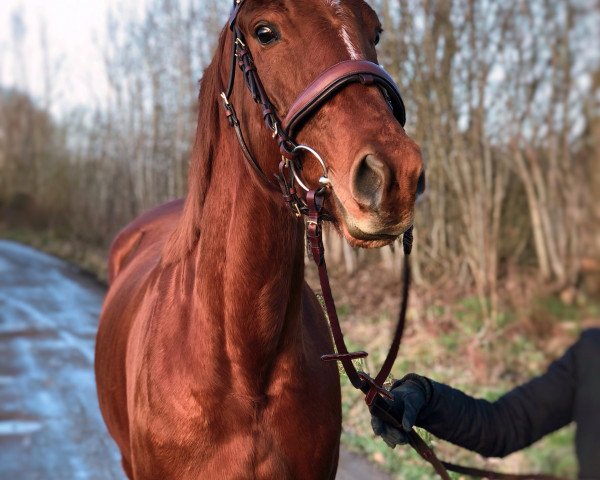 dressage horse Aria (Trakehner, 2015, from Marseille 6)