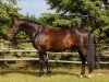 Springpferd Bahia del Sol (Kanadisches Warmblut, 2007, von Beau Soleil)