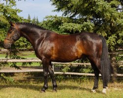 jumper Bahia del Sol (Canadian Warmblood, 2007, from Beau Soleil)