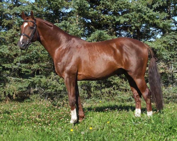stallion Beau Soleil (Canadian Warmblood, 1997, from Bajazzo)