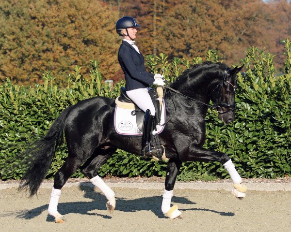 stallion Valerius Ymas (Westphalian, 2015, from Vitalis)